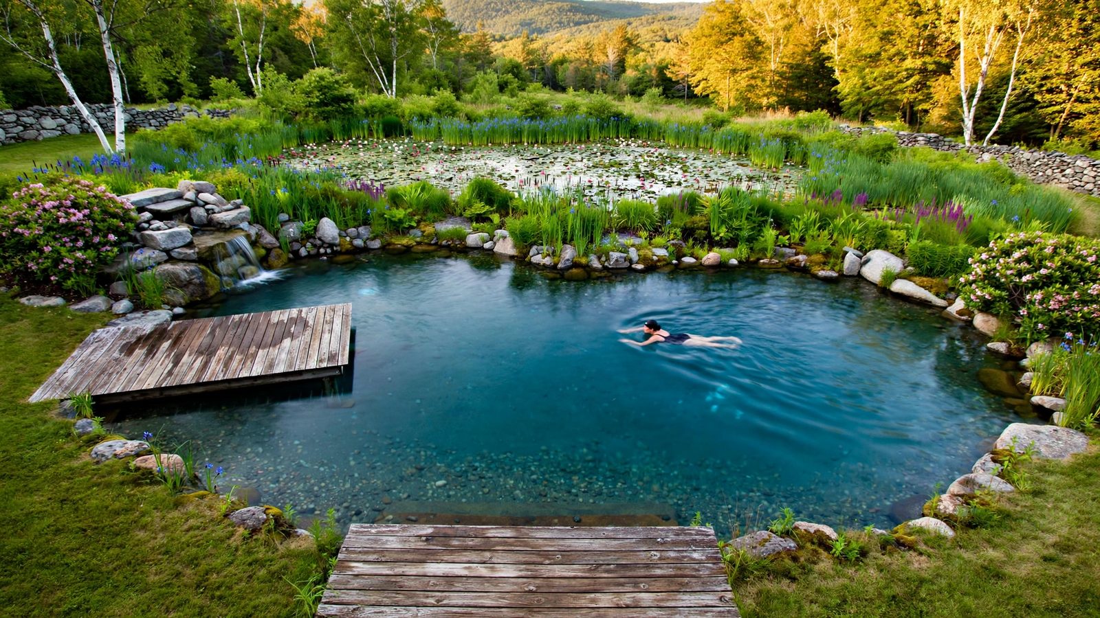 Brook 52 natural swimming pool, concept rendering