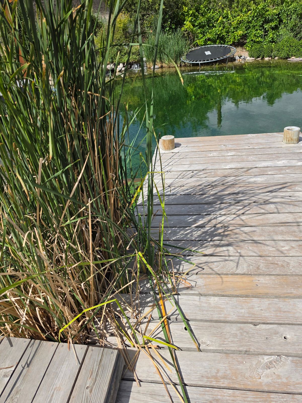 Cattails beside the dock with clear water beyond